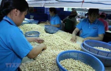 Việt Nam tiếp tục đứng thứ 1 thế giới về xuất khẩu điều nhân