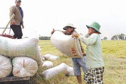 Việt Nam nhập 300.000 tấn gạo từ Campuchia theo hạn ngạch thuế quan