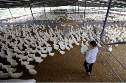 Trung Quốc: Trúng đậm nhờ nuôi vịt giữa “bão” dịch tả heo châu Phi