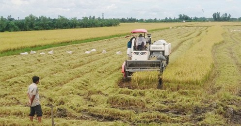 Trung Quốc đẩy mạnh xuất khẩu gạo, có thể thành đối thủ cạnh tranh chính của Việt Nam