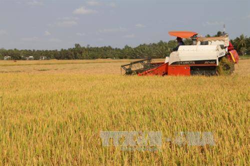 Giá trị xuất khẩu gạo giảm mạnh