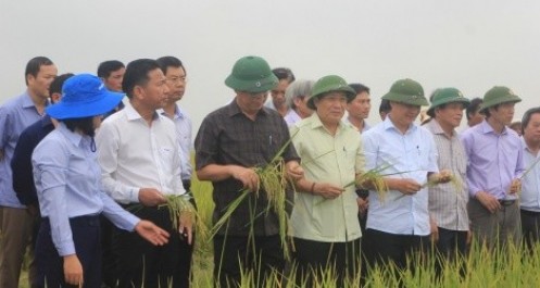 Sản lượng gạo hữu cơ Quảng Trị bán ra thị trường tăng đột biến