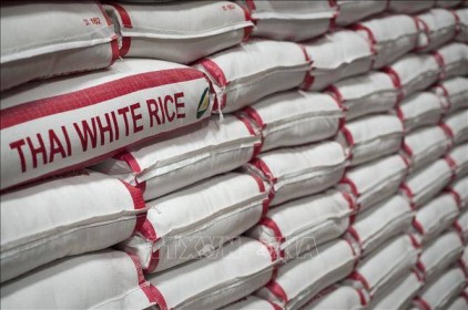 Giá gạo Thái Lan tăng mạnh lên 406- 425 USD/tấn