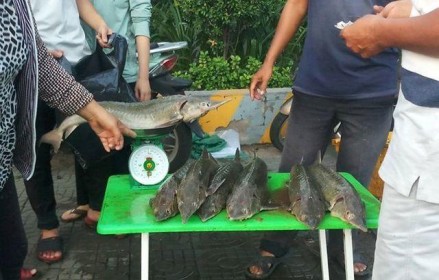 Dân TP.HCM 'đổ xô' mua cá tầm 100.000 đồng/kg ủng hộ người nuôi cá vùng lũ