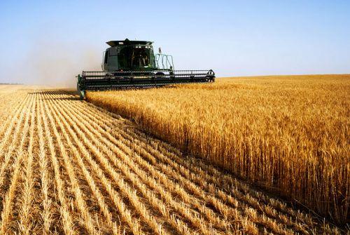 Nông dân Mỹ: "Tổng thống Trump đang hủy hoại thị trường nông sản"