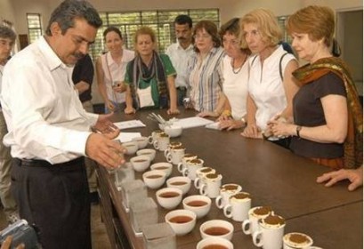 Loại trà đặc biệt 25 triệu/kg khiến đại gia không tiếc tiền để mua