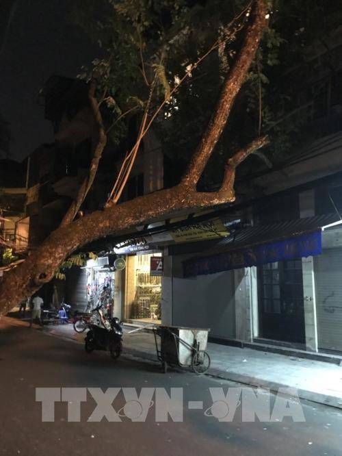 Hà Nội: Chặt hạ cây sưa tại phố Thuốc Bắc theo tình huống khẩn cấp