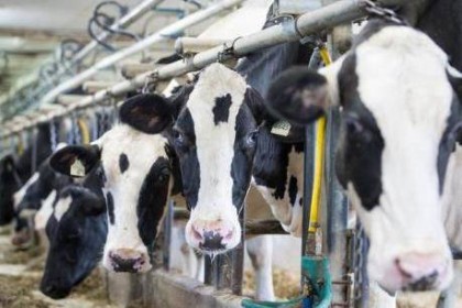 Chính phủ Canada đền bù hơn 1 tỷ USD cho nông dân ngành sữa
