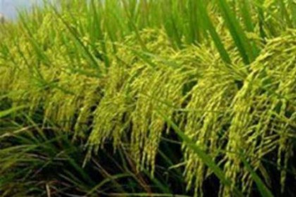 Thái Lan sắp thực hiện chương trình đảm bảo giá lúa gạo cho nông dân