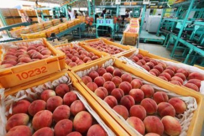 Nghị sĩ Hàn Quốc kêu gọi hạn chế nhập khẩu thực phẩm chế biến từ khu vực Fukushima