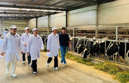 Vinamilk tham gia xây dựng vùng chăn nuôi bò sữa an toàn dịch bệnh theo quy định Tổ chức Thú y thế giới