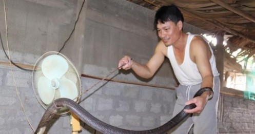 Ớn lạnh người đàn ông nuôi 1.000 con 'mãng xà' cực độc ở Lào Cai