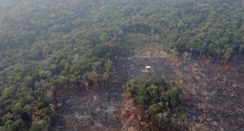 Cháy rừng Amazon: Phát quang để tận dụng đất rừng và hậu quả thảm khốc