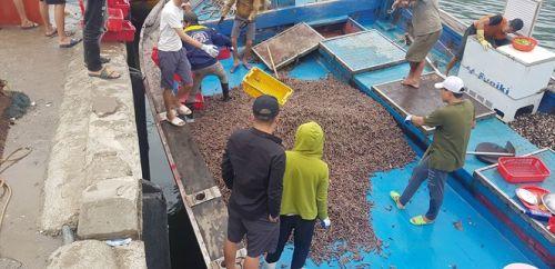 Ngư dân Hà Tĩnh 'trúng mánh', mỗi ngày thu đến 20 triệu từ ốc xoắn, sò nhám