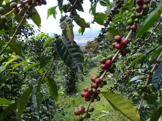 Trồng thứ cây 'khó tính', từng bị 'ra rìa', nay thu quả bán hơn 50 triệu/kg