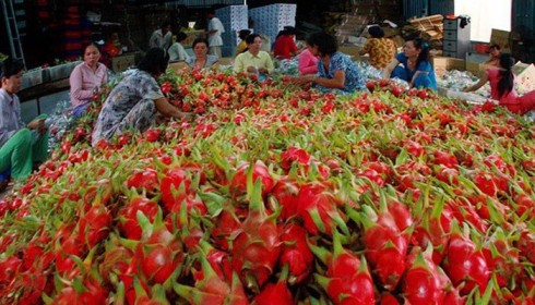 Thị trường Trung Quốc bấp bênh, nhiều trái cây Việt Nam điêu đứng