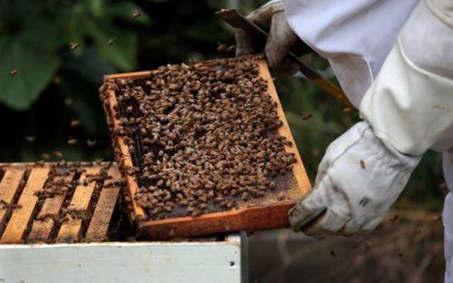 Thần dược sền sệt quý như vàng, 2 triệu/lạng nhà giàu lùng mua