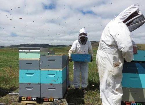 Thần dược sền sệt quý như vàng, 2 triệu/lạng nhà giàu lùng mua