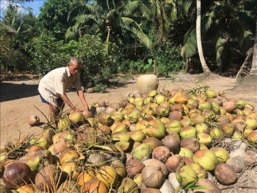 Giá dừa khô tại Trà Vinh tăng cao