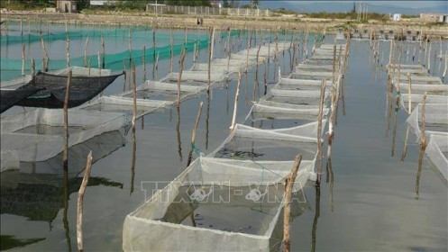 Ứng dụng công nghệ nuôi trồng hải sản bền vững: bài 2: Lợi thế biển Việt Nam và những thách thức