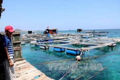Ứng dụng công nghệ nuôi trồng hải sản bền vững - Bài cuối: Những mục tiêu sẽ hướng tới