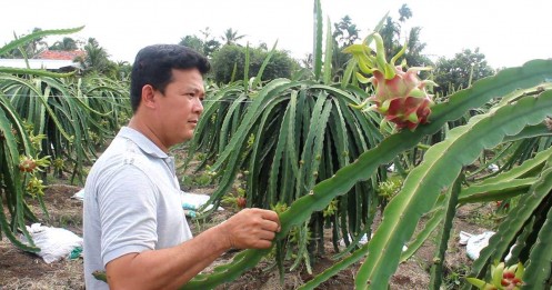 Việt Nam đứng đầu châu Á - Thái Bình Dương về sản lượng thanh long