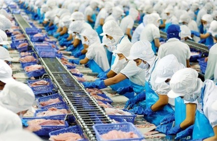 Vĩnh Hoàn: Doanh số xuất khẩu tháng 8 giảm mạnh về 27 triệu USD