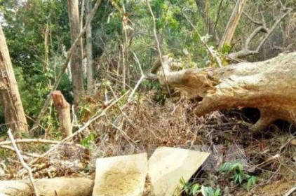 Gia Lai: Đề nghị chuyển hồ sơ sang Công an xử lý vụ mất hơn 1.200 ha rừng
