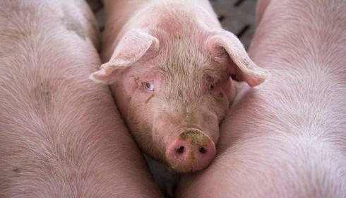 Trung Quốc loay hoay ứng phó khủng hoảng thiếu thịt lợn