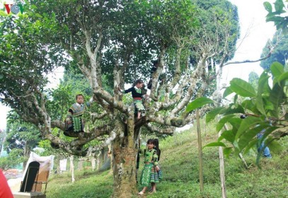Cảnh báo cho người Trung Quốc thuê cây chè cổ thụ ở Hà Giang
