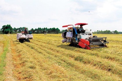 Xuất gạo vào Philippines tăng, nhưng không mừng!
