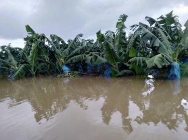 1,500 ha trái cây của HAG tại Lào bị ngập lụt