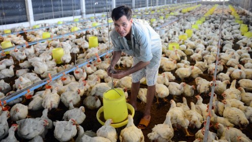 Kỷ lục 10 năm qua, thịt gà rẻ hơn cả rau ngoài chợ