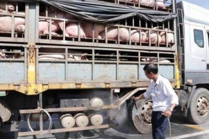 Chênh lệch giá, hơn 1.500 chuyến xe chở lợn từ Nam ra Bắc tiêu thụ