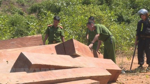 Vụ phá rừng quy mô lớn tại Đắk Lắk: Phát hiện thêm 500m3 gỗ bị hạ