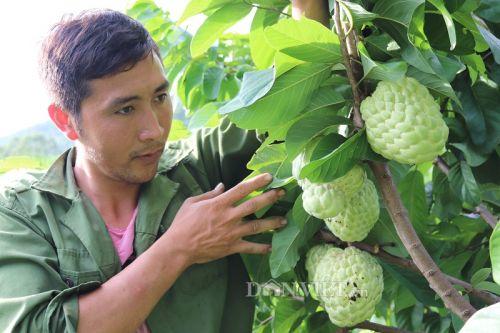 8 loại quả siêu to khổng lồ "làm mưa làm gió" trên thị trường Việt