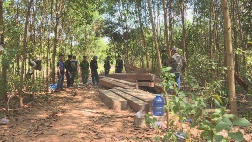 Đắk Lắk: Khám nghiệm hiện trường vụ phá rừng: Phát hiện thêm 500m3 gỗ bị cưa hạ