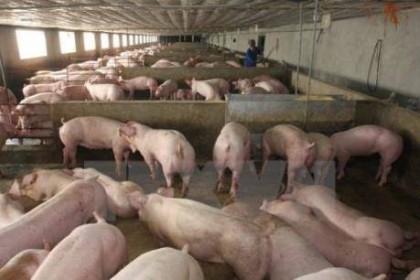 Nguồn cung giảm mạnh, Bắc Kinh đầu tư gần 120 triệu USD vào chăn nuôi lợn