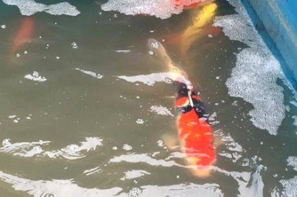 Nhìn nhận thế nào về việc cá Koi chết sau khi thả ở sông Tô Lịch?