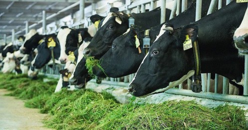 Trung Quốc sẽ nhập khẩu thêm sữa từ Việt Nam