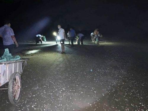 Cá chết dạt vào bờ biển Hà Tĩnh trải dài khoảng 4km