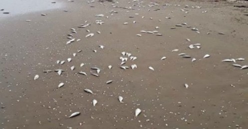 Cá chết dạt vào bờ biển Hà Tĩnh trải dài khoảng 4km