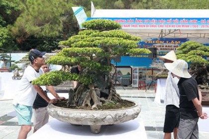 “Siêu cây Việt Nam” giá 23 tỷ khiến giới chơi cây "sửng sốt"