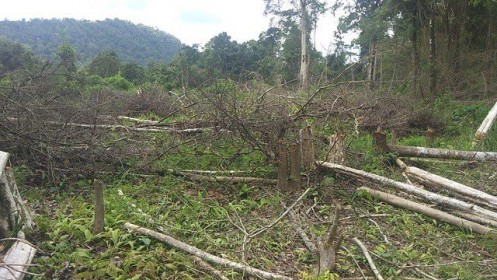 Gia Lai: Gần 1.200ha diện tích rừng “bị mất”: Khởi tố nguyên trưởng ban