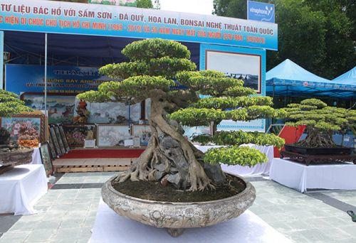 “Siêu cây Việt Nam” giá 23 tỷ khiến giới chơi cây "sửng sốt"