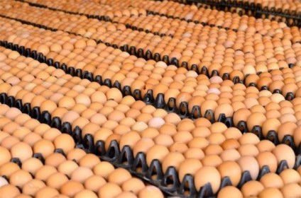 Giá trứng gà giảm mạnh làm tăng sức ép cho nền nông nghiệp Mỹ
