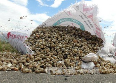 'Nghẽn' xuất khẩu sang Trung Quốc, giá ốc hương giảm sâu