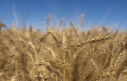 Trung Quốc nhập khẩu 130.000 tấn lúa mì của Mỹ trước thềm cuộc đàm phán lần thứ 13