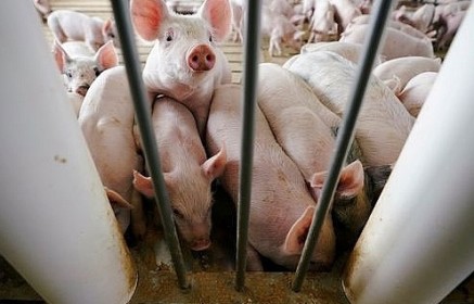 Các nhà sản xuất thịt lợn của Mỹ lạc quan tìm cơ hội tại cuộc đàm phán thương mại lần thứ 13 với Trung Quốc