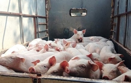 Lợn hơi chính thức cán mốc 60.000 đồng/kg
